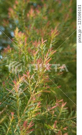 Melaleuca bracteata macro leaves small world 123166181