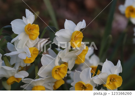 冬の公園に咲く白い花びらに黄色い副花冠のフサザキスイセン（日本水仙）の花 123166260