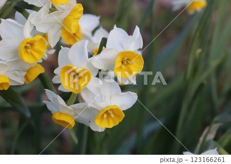 冬の公園に咲く白い花びらに黄色い副花冠のフサザキスイセン（日本水仙）の花 123166261