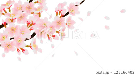 枝に咲く桜の花のイラストセット 123166402