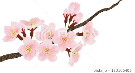 枝に咲く桜の花のイラストセット 枝に咲く桜の花のイラストセット 123166403