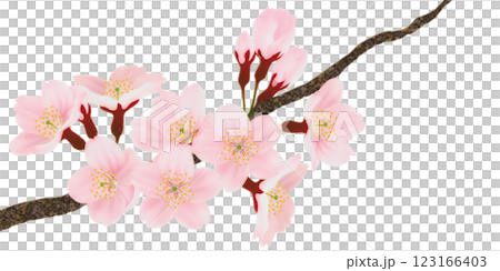 Illustration set of cherry blossoms blooming on a branch 123166403