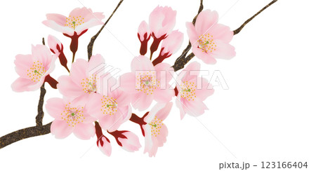 枝に咲く桜の花のイラストセット 枝に咲く桜の花のイラストセット 123166404
