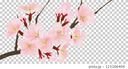 枝に咲く桜の花のイラストセット 枝に咲く桜の花のイラストセット 123166404