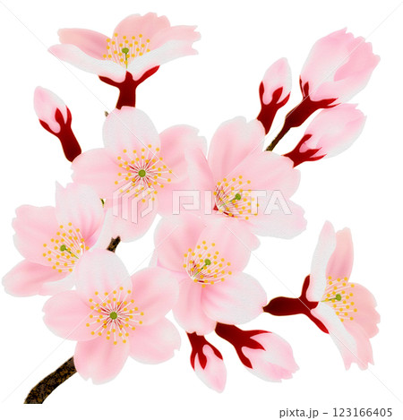 枝に咲く桜の花のイラストセット 123166405