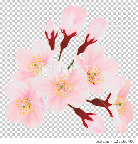 樹枝上盛開的櫻花插圖集 123166406