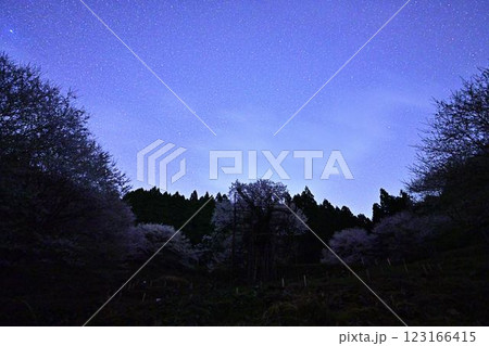 星空と樽見の大ザクラ 星空と樽見の大ザクラ 123166415