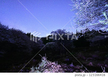 星空と樽見の大ザクラ 星空と樽見の大ザクラ 123166416