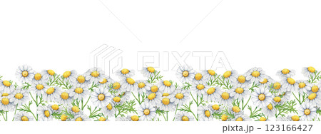 Chamomile herb seamless border decor element. Hand drawn matricaria chamomilla plant watercolor illustration. Chamomile medicinal plant with flowers, leaves seamless border on white background 123166427