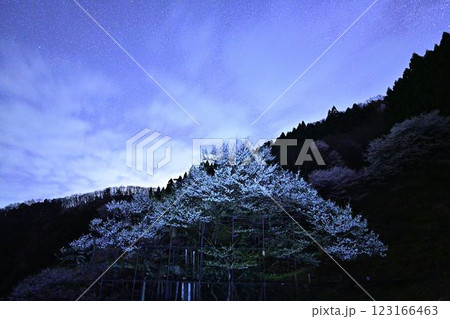 天の川と樽見の大ザクラ 123166463