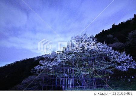 天の川と樽見の大ザクラ 天の川と樽見の大ザクラ 123166465
