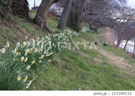 冬の河川敷公園に咲くフサザキスイセンの白い花 123166513