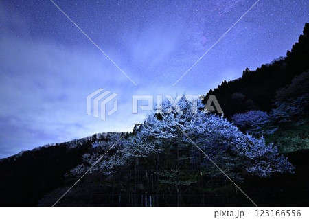 天の川と樽見の大ザクラ 天の川と樽見の大ザクラ 123166556