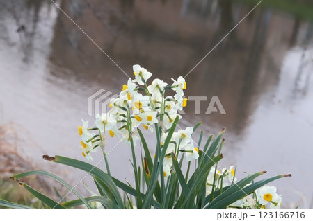 冬の川岸に咲くフサザキスイセン(日本水仙)の白い花 冬の川岸に咲くフサザキスイセン(日本水仙)の白い花 123166716