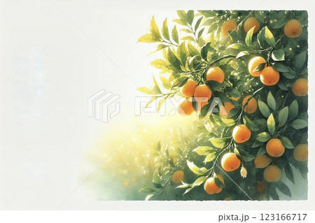 みかん園・みかん 123166717