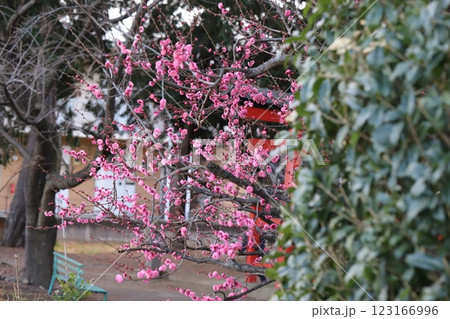 冬の神社の境内に咲くピンク色の紅梅の花 冬の神社の境内に咲くピンク色の紅梅の花 123166996
