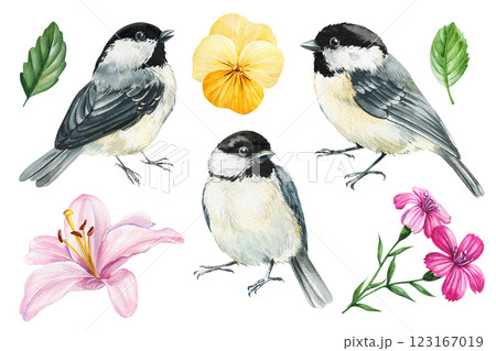 Birds and flowers. Watercolor black capped chickadee birds wildlife painting realistic nature illustration for prints 123167019