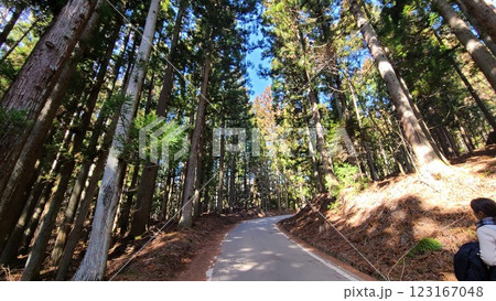 杉の木の道 杉の木の道 123167048