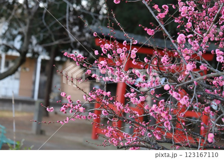 冬の神社の境内に咲くピンク色の紅梅の花 冬の神社の境内に咲くピンク色の紅梅の花 123167110