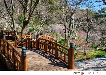 静岡県熱海市　熱海梅園　雙眉橋（そうびばし）と梅林　早咲きの梅 123167116