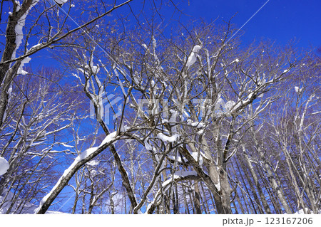 雪の積もった木々を見上げて（京極町ふきだし公園にて） 123167206