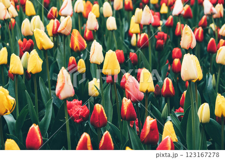 Tulip field. 123167278