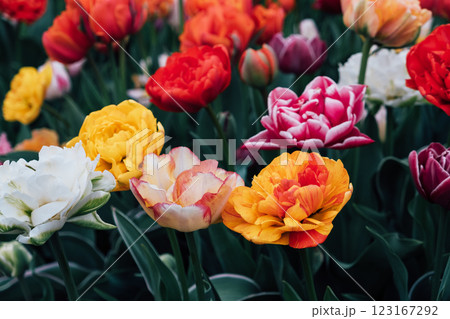 Tulips in bloom. Tulips in bloom. 123167292