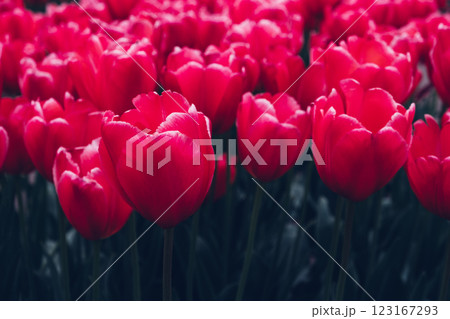 Blooming tulips. Blooming tulips. 123167293