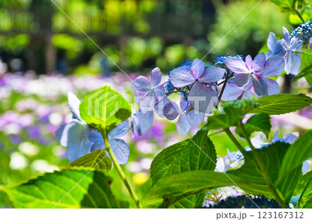 本土寺　美しいあじさいと花菖蒲（千葉県松戸市） 123167312