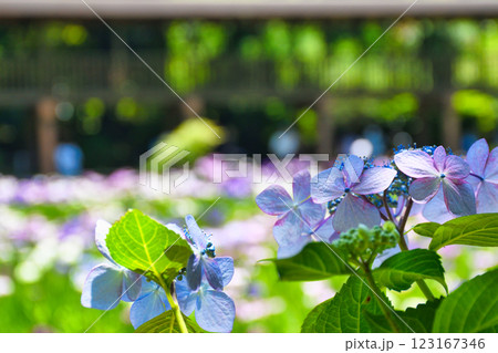 本土寺　美しいあじさいと花菖蒲（千葉県松戸市） 123167346