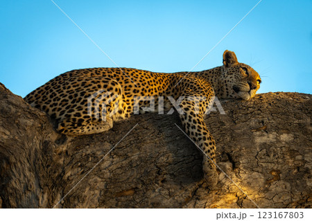 Female leopard lies on branch looking up 123167803