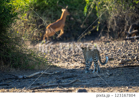 Female leopard stalks male impala in bushes 123167804