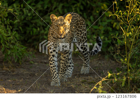 Female leopard walks through bushes in sunshine 123167806