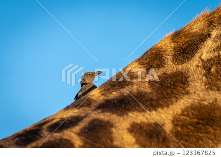 Juvenile red-billed oxpecker on southern giraffe neck Juvenile red-billed oxpecker on southern giraffe neck 123167825