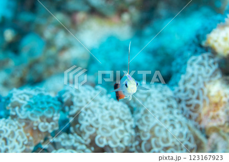 ハタタテハゼ 小笠原 東京都 ハタタテハゼ 小笠原 東京都 123167923