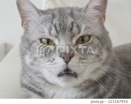 間の抜けた顔をしてこちらを見ている猫 123167958