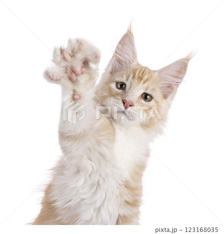 Maine Coon cat kiten on white Maine Coon cat kiten on white 123168035