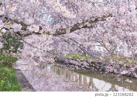 土浦市の新川沿いに咲く満開の桜並木と水面に映る桜 土浦市の新川沿いに咲く満開の桜並木と水面に映る桜 123168282