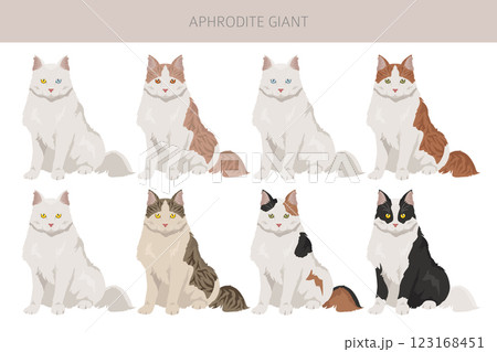 Aphrodite Giant. Cyprus cat clipart. All coat colors set.  All cat breeds characteristics infographic 123168451