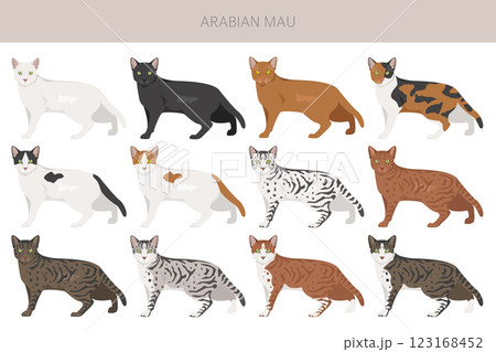 Arabian Mau cat clipart. All coat colors set. All cat breeds characteristics infographic Arabian Mau cat clipart. All coat colors set. All cat breeds characteristics infographic 123168452