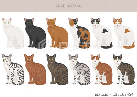 Arabian Mau cat clipart. All coat colors set. All cat breeds characteristics infographic Arabian Mau cat clipart. All coat colors set. All cat breeds characteristics infographic 123168454