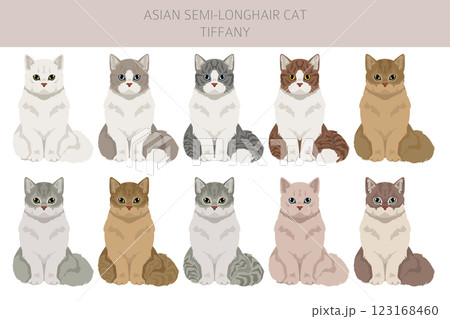 Tiffany Cat, Asian semi-longhair cat Tiffanie clipart. All coat colors set. All cat breeds characteristics infographic Tiffany Cat, Asian semi-longhair cat Tiffanie clipart. All coat colors set. All cat breeds characteristics infographic 123168460