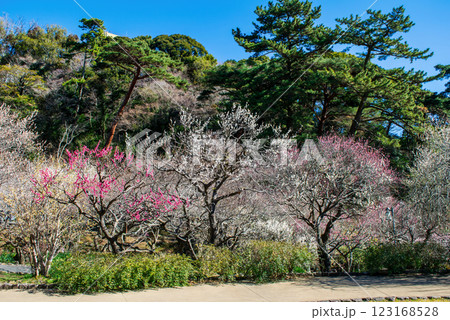 静岡県熱海市　熱海梅園　中央広場の梅林　早咲きの梅 123168528