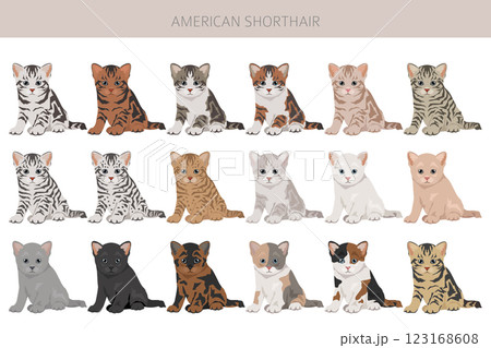 American Shorthair cat clipart. All coat colors set. All cat breeds characteristics infographic American Shorthair cat clipart. All coat colors set. All cat breeds characteristics infographic 123168608