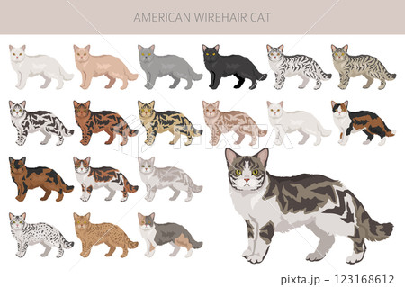 American Wirehair cat clipart. All coat colors set. All cat breeds characteristics infographic American Wirehair cat clipart. All coat colors set. All cat breeds characteristics infographic 123168612