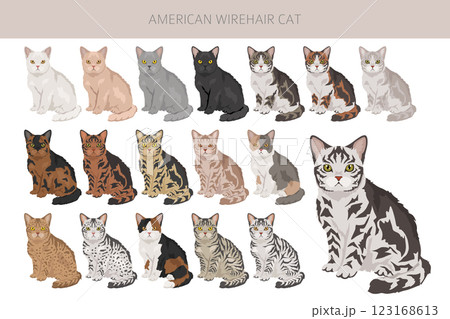American Wirehair cat clipart. All coat colors set. All cat breeds characteristics infographic American Wirehair cat clipart. All coat colors set. All cat breeds characteristics infographic 123168613