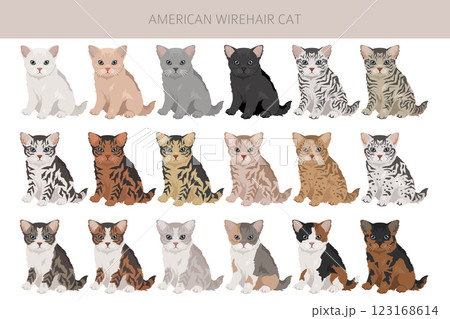 American Wirehair cat clipart. All coat colors set. All cat breeds characteristics infographic American Wirehair cat clipart. All coat colors set. All cat breeds characteristics infographic 123168614