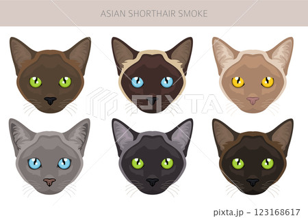 Asian shorthair smoke cat clipart. All coat colors set.  All cat breeds characteristics infographic 123168617