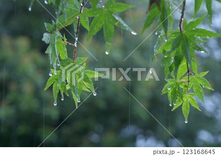 雨に濡れる新緑 雨に濡れる新緑 123168645