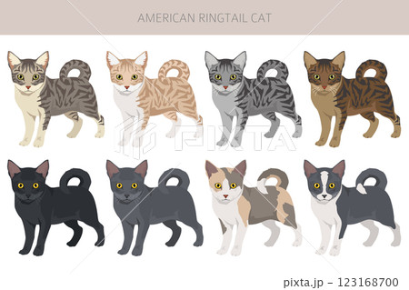 American Ringtail cat clipart. All coat colors set.  All cat breeds characteristics infographic 123168700